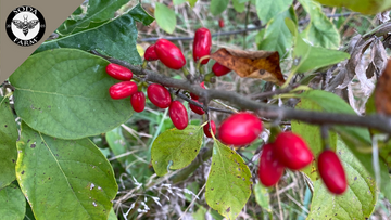 Spicebush Berries Taste Like Allspice