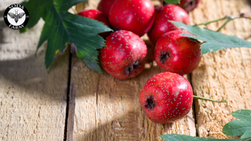 Are Hawthorn Berries Good to Eat?